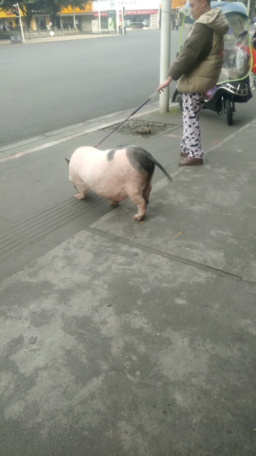 第一次见遛猪