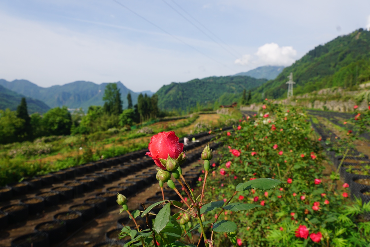 【蔷薇花开】节假日旅游推荐彭州宝山旅游景区