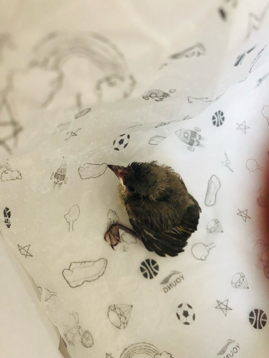 捡到个雀雀儿…（送给懂行的朋友养了）