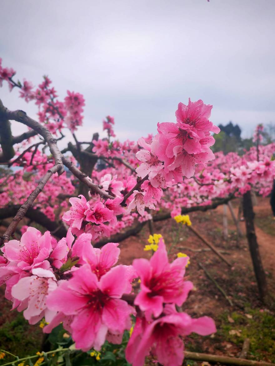 龙泉山桃花