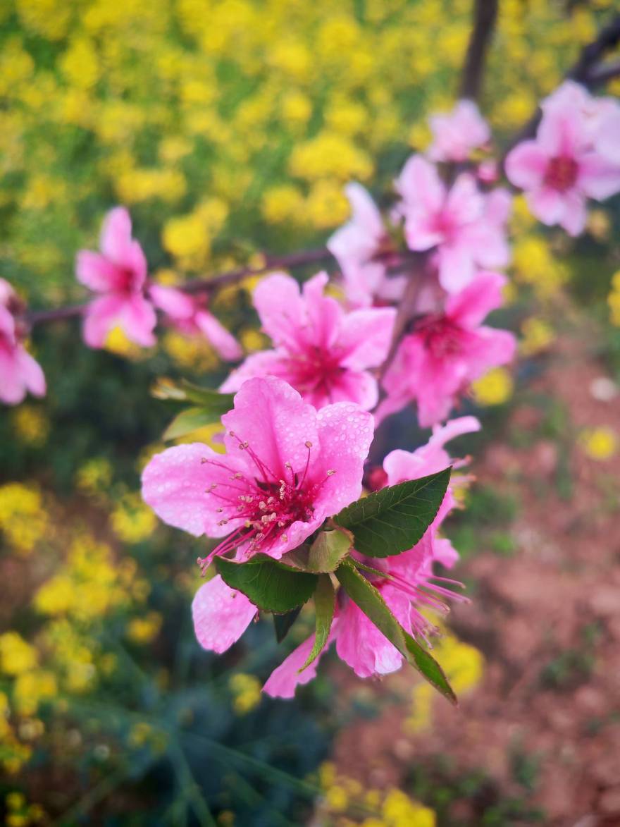 龙泉山桃花