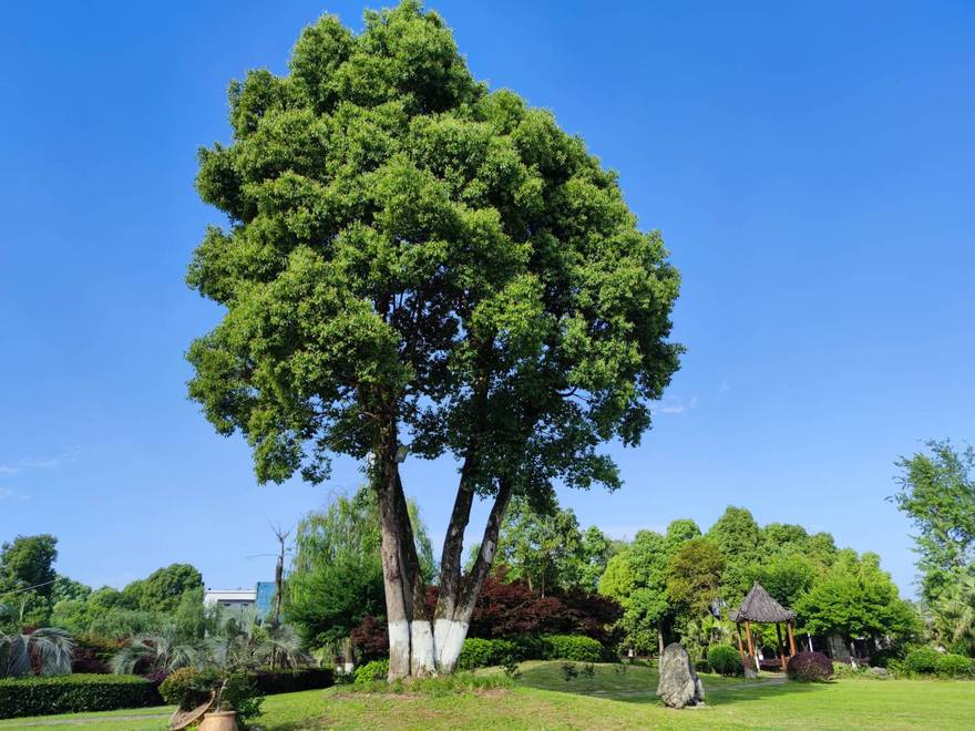 五一奉节匆匆游……