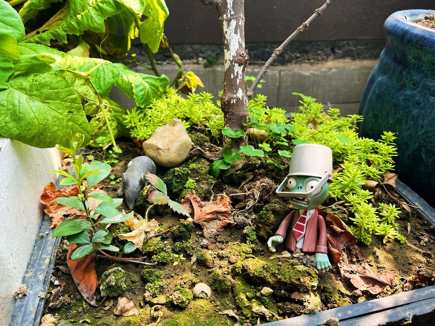 夏天来了，种点花草
