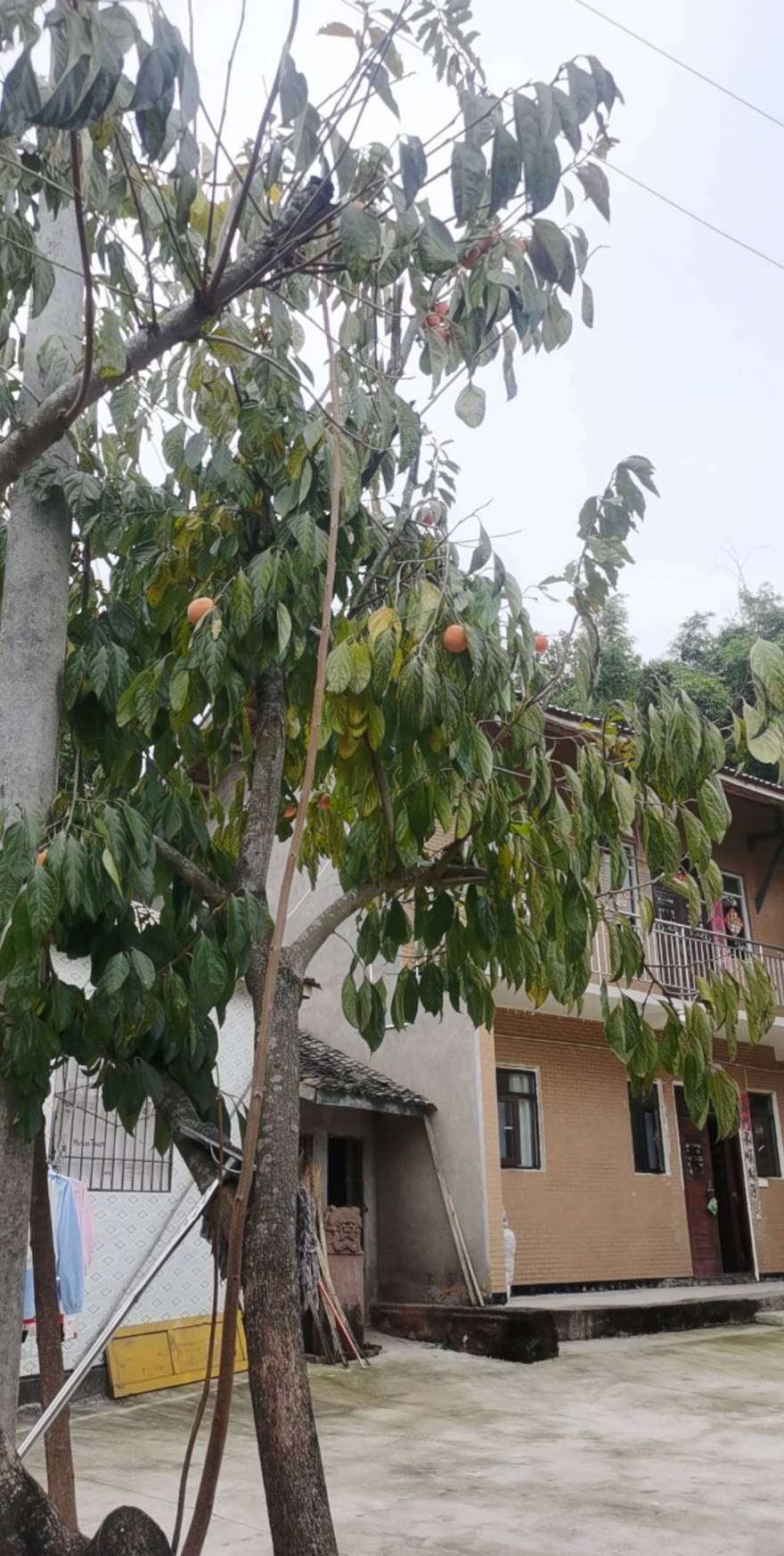 小丰收的喜悦…