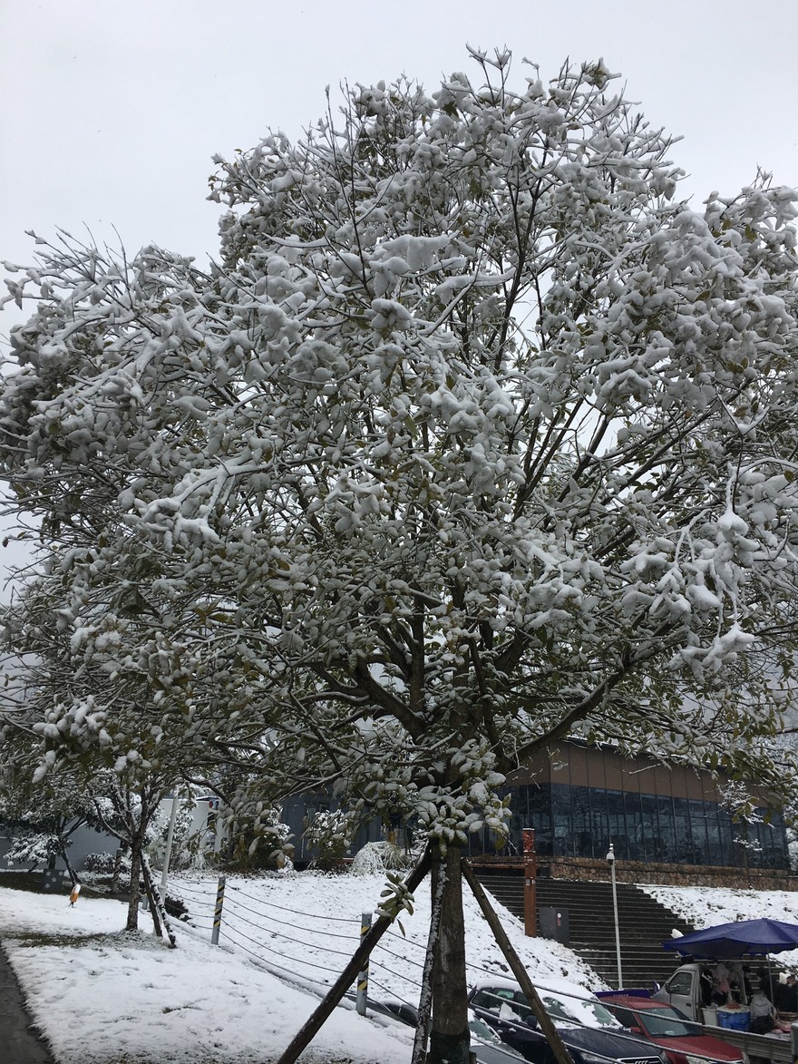 西岭雪山下雪了