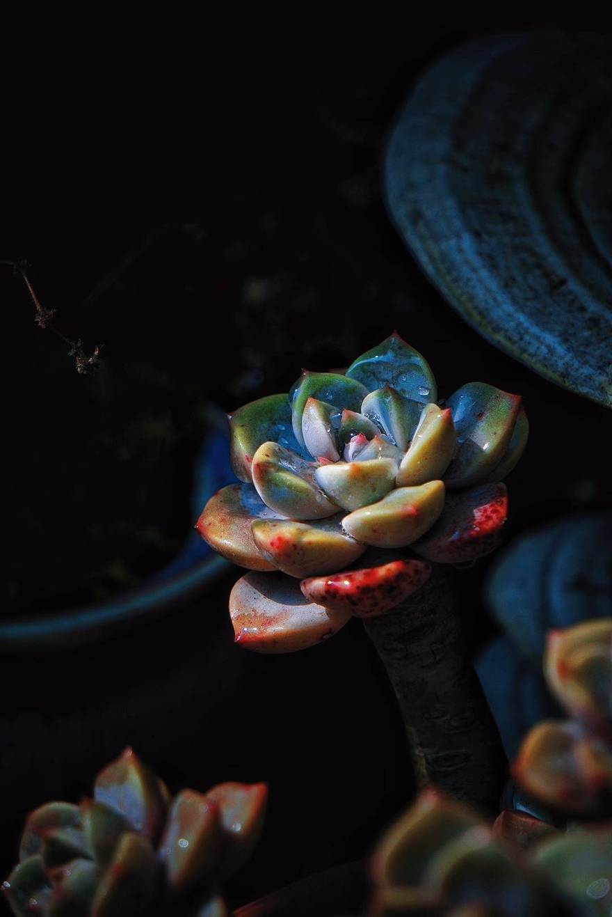 你看花儿都红了