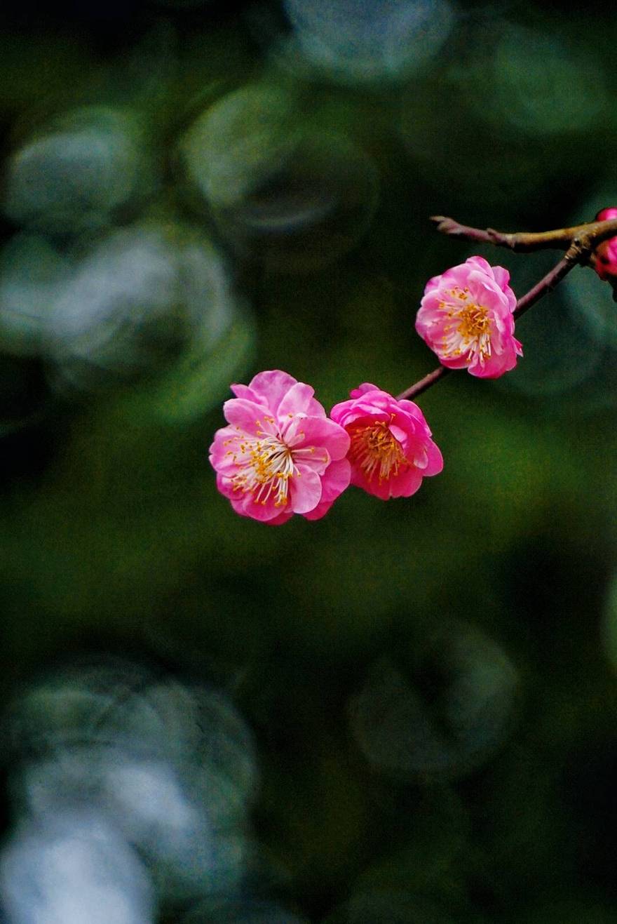 望江公园 · 红梅