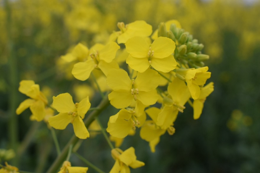 油菜花