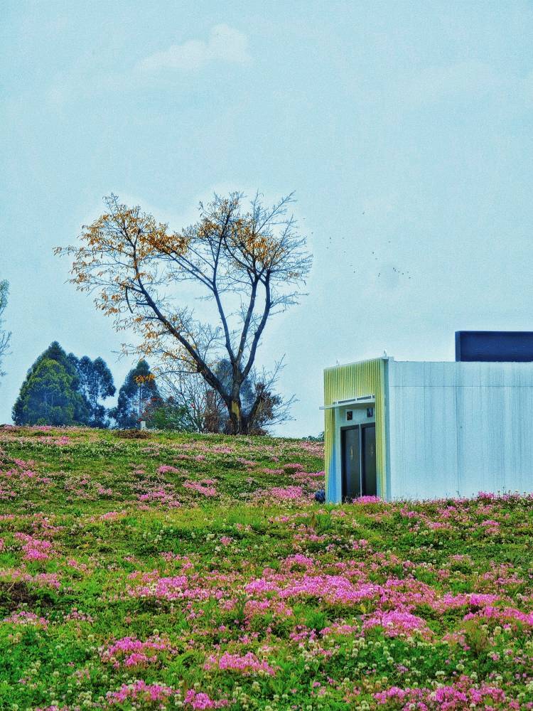 一片花海