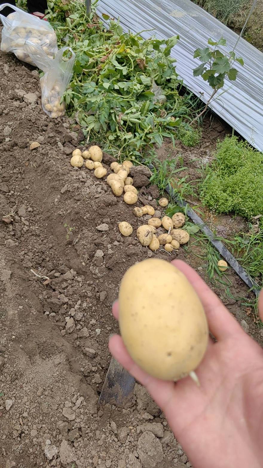 今天葡萄园挖土豆一天