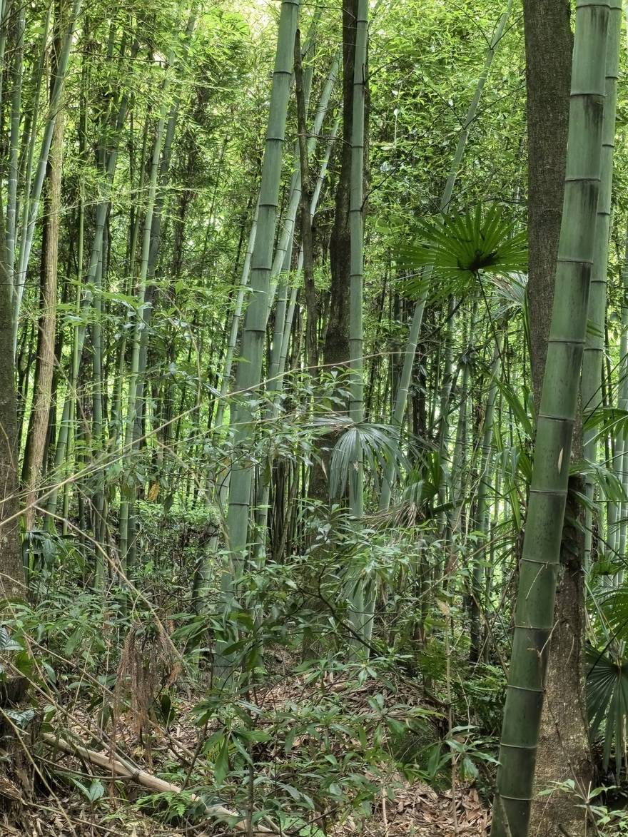 都江堰上元古道，夏天徒步、休闲好地方！