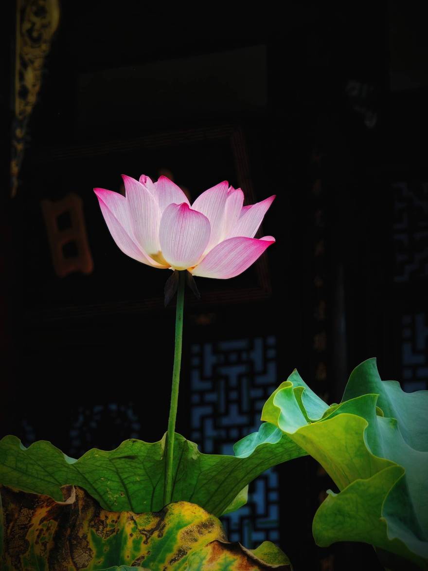 愿做佛前一朵莲